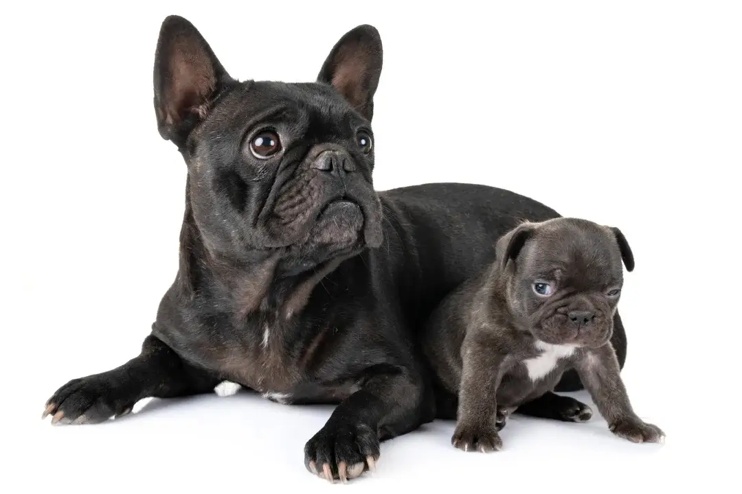 Newborn French Bulldog with dad