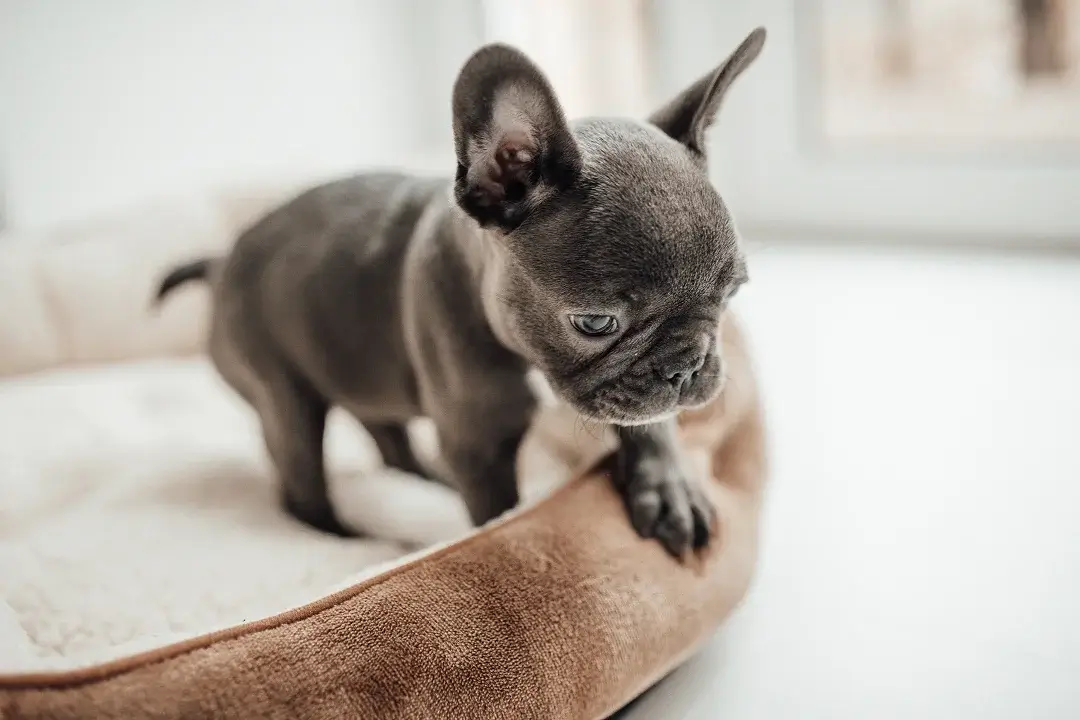 Newborn French Bulldog in soft, clean bedding