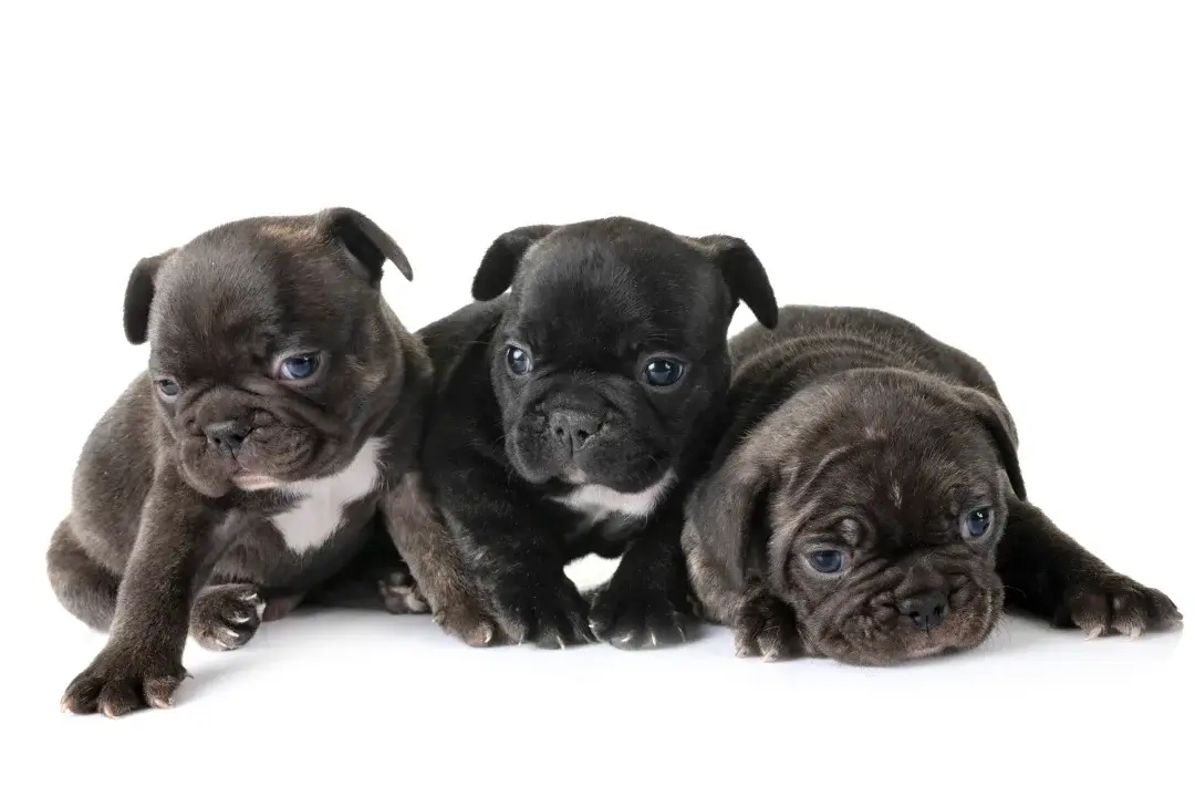 Newborn French Bulldogs