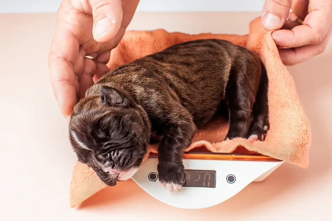 Newborn French Bulldog, being weighed after whelping