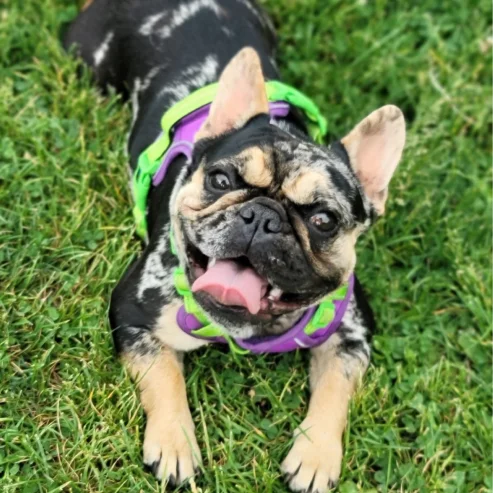 Picture of Joey, the litter's mom