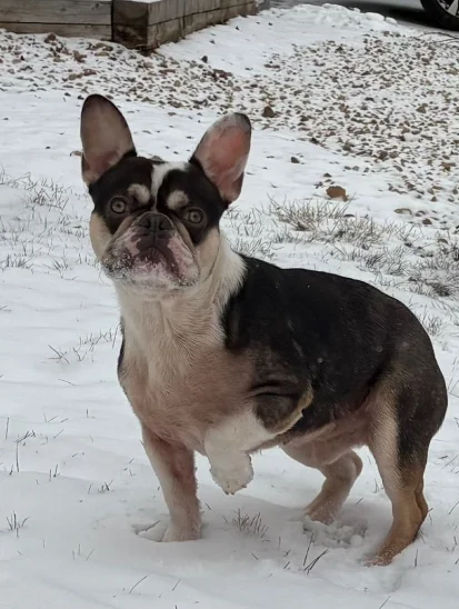 Picture of Louie