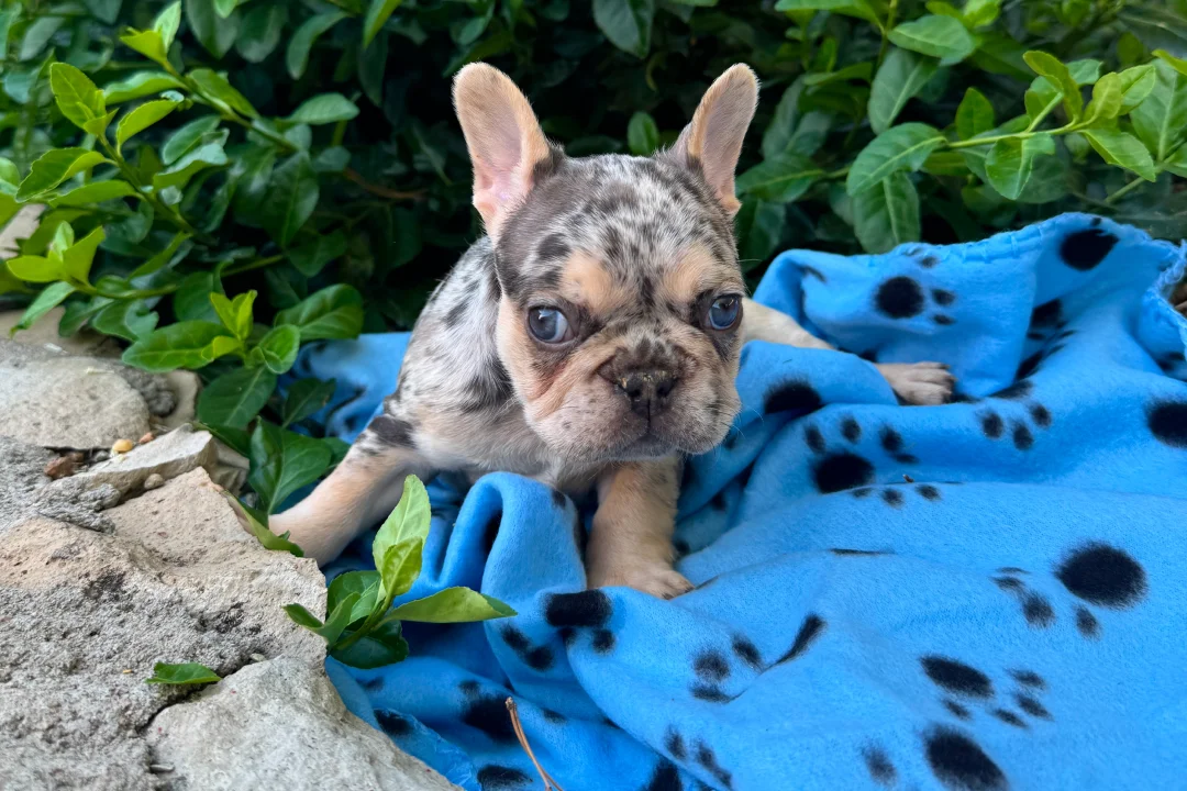 Male Merle (Atlas Merle) - placeholder picture