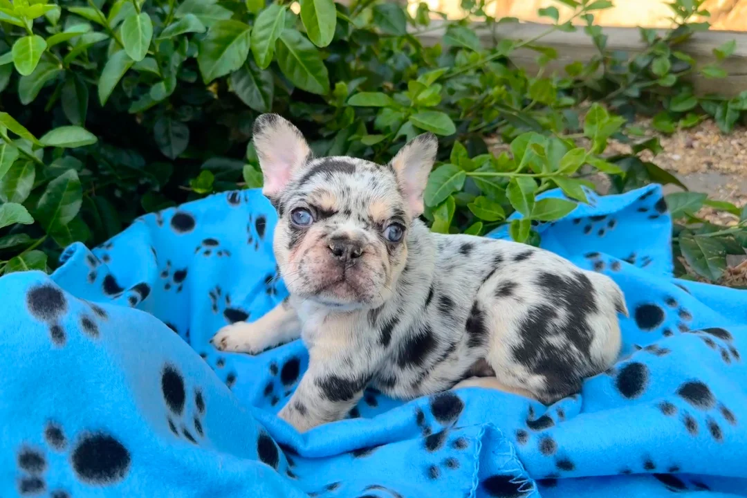 Merle 1 (Luna Merle) - placeholder picture