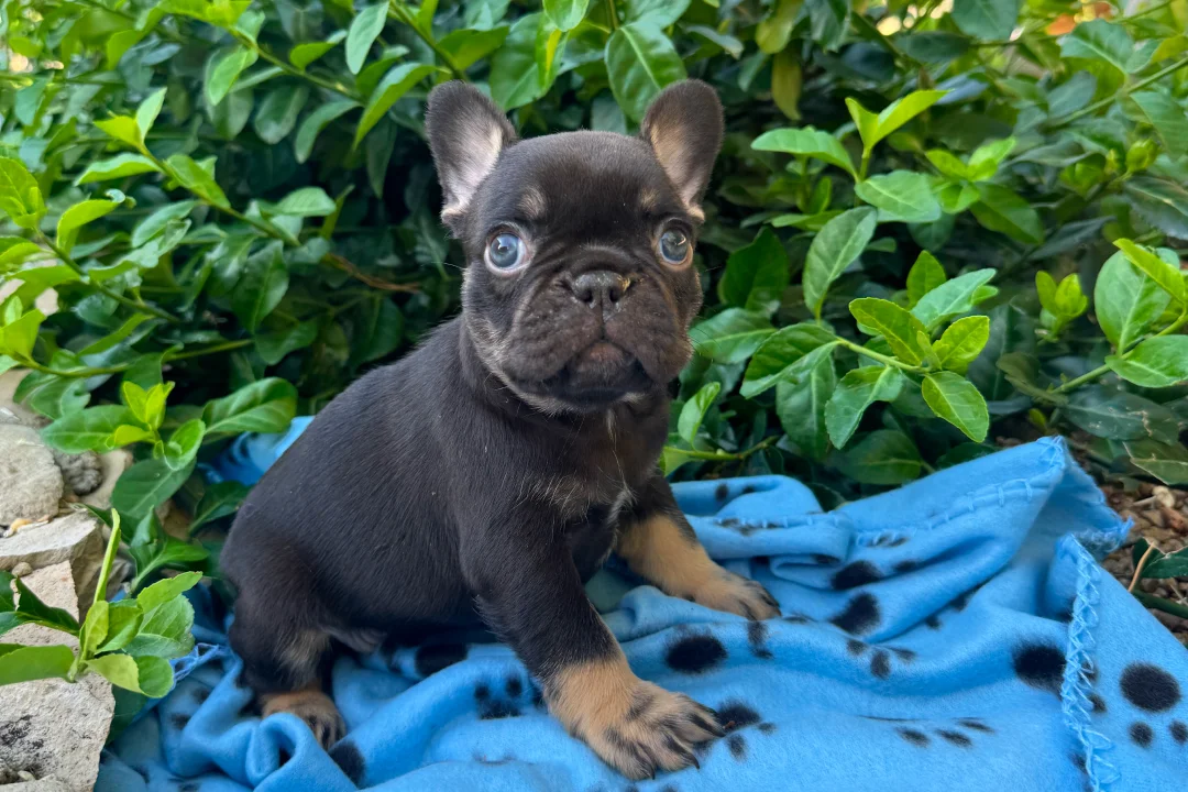 Chocolate (Cocoa Chanel) - placeholder picture